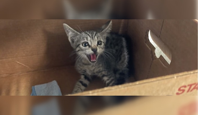 Austin Police Officer's Early Morning Rescue Saves Stranded Kitten from Busy Roadway