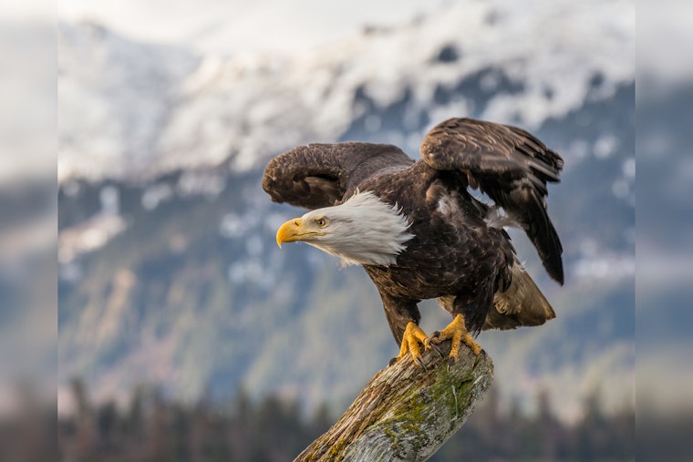 Bald Eagles Soaring High Again in Georgia's Skies with Promising Nesting Success Rates