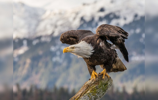 Bald Eagles Soaring High Again in Georgia's Skies with Promising Nesting Success Rates