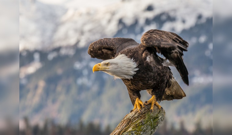 Bald Eagles Soaring High Again in Georgia's Skies with Promising Nesting Success Rates