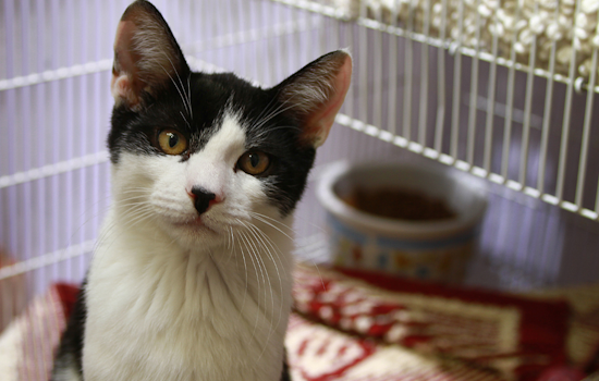 Baltimore Animal Shelter Overcomes Heat Crisis with Community Help and Emergency AC Units