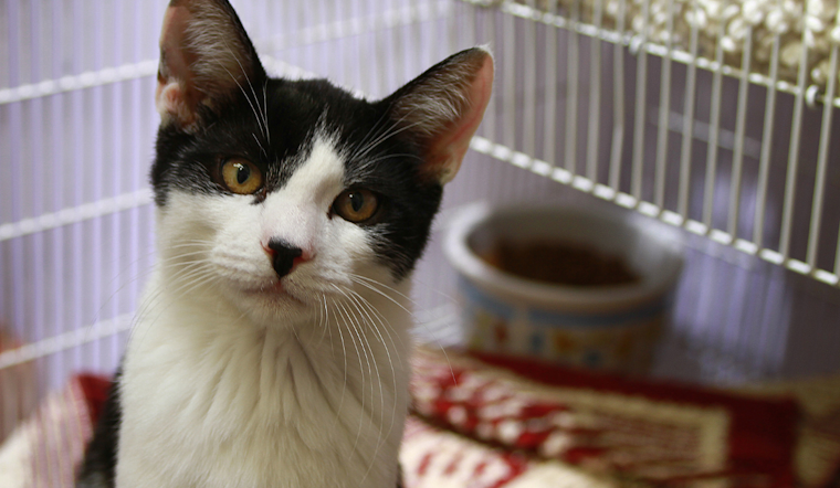 Baltimore Animal Shelter Overcomes Heat Crisis with Community Help and Emergency AC Units
