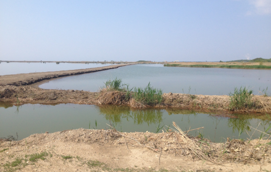 Baltimore County Seeks Community Members for Steering Committee to Shape Hart-Miller Island Benefit Agreement