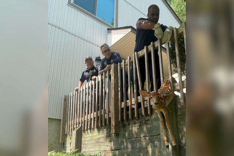 Baltimore's Bravest: Local Firefighters Rescue Fawns Trapped in Deck Railing