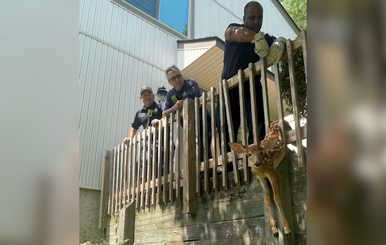 Baltimore's Bravest: Local Firefighters Rescue Fawns Trapped in Deck Railing