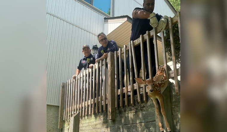 Baltimore's Bravest: Local Firefighters Rescue Fawns Trapped in Deck Railing