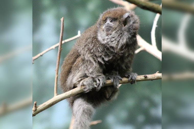 Beloved Bolivian Gray Titi Monkey 