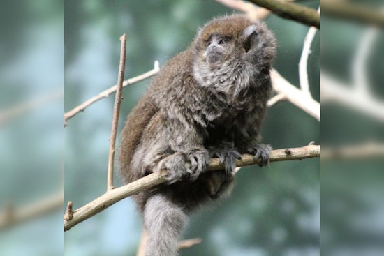 Beloved Bolivian Gray Titi Monkey "Delasol" Dies at 33, Surpassing Average Lifespan at Lincoln Park Zoo