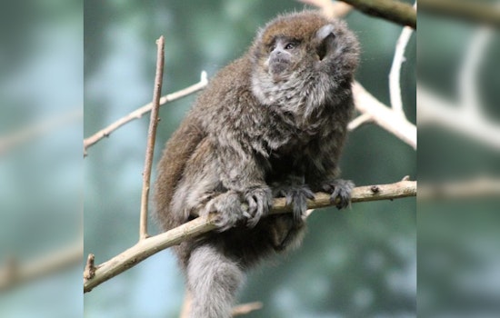 Beloved Bolivian Gray Titi Monkey "Delasol" Dies at 33, Surpassing Average Lifespan at Lincoln Park Zoo