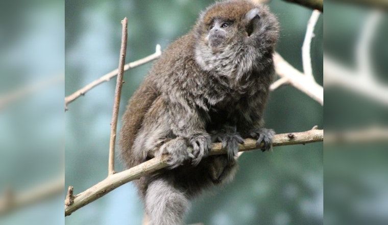 Beloved Bolivian Gray Titi Monkey "Delasol" Dies at 33, Surpassing Average Lifespan at Lincoln Park Zoo
