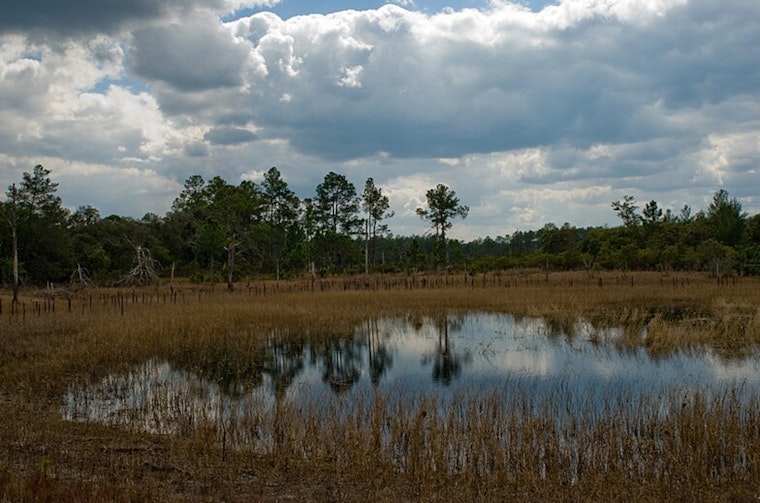 Biologists Uncover Uniquely Curved Gar in Ocala National Forest, Florida