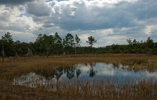 Biologists Uncover Uniquely Curved Gar in Ocala National Forest, Florida