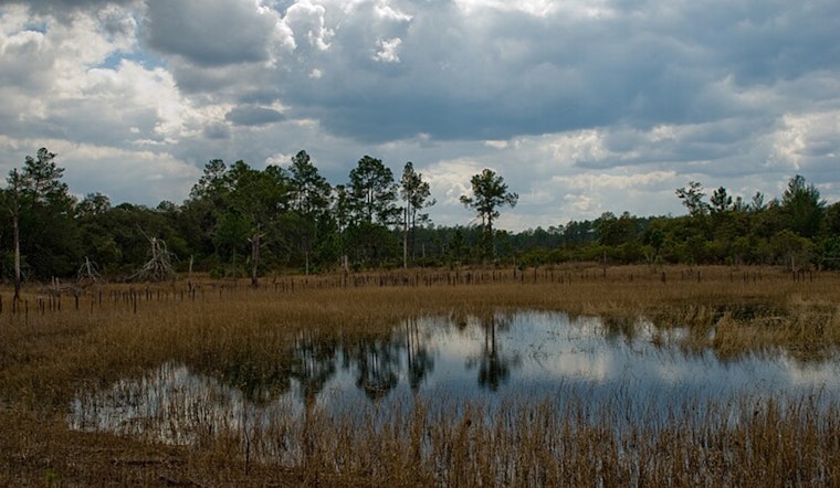 Biologists Uncover Uniquely Curved Gar in Ocala National Forest, Florida
