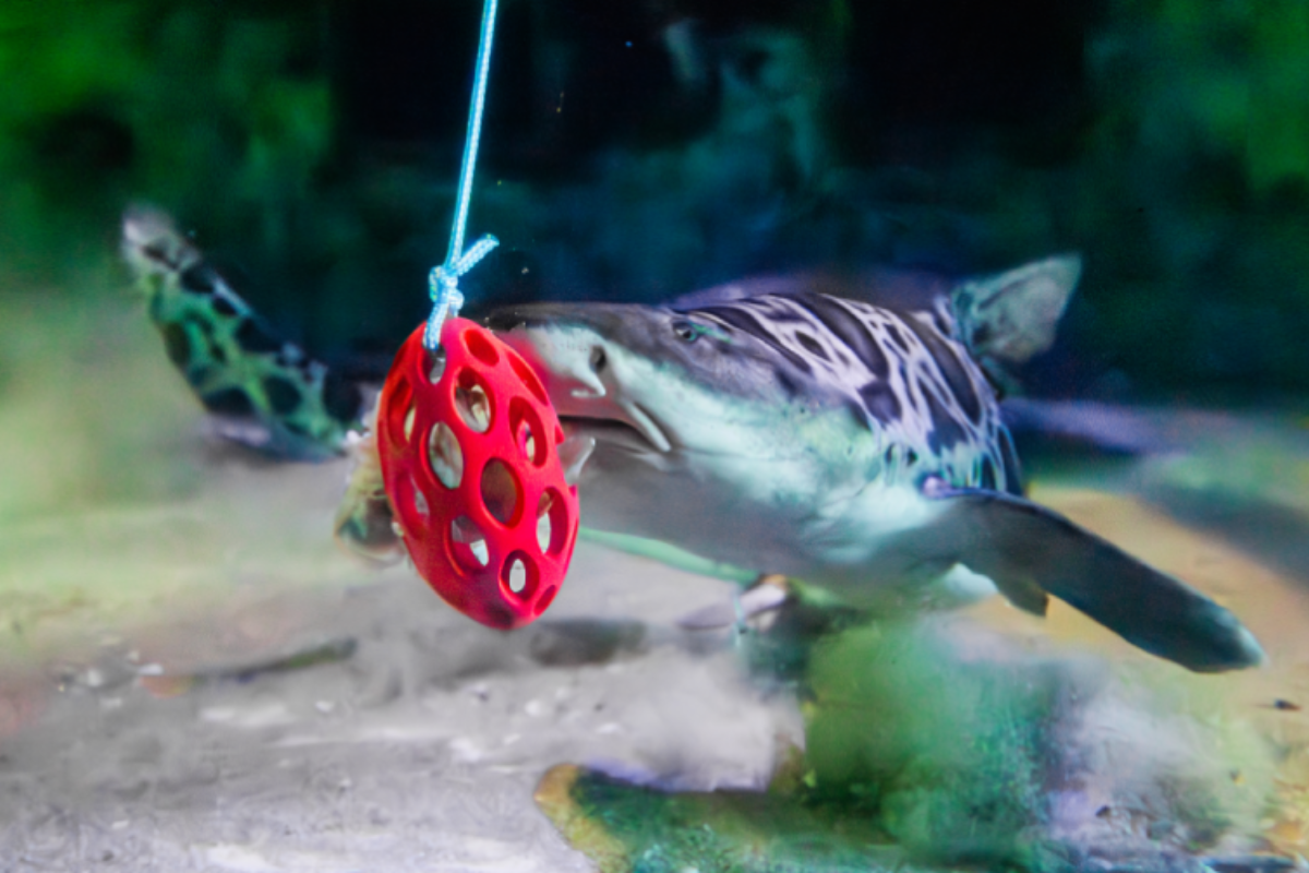 Birch Aquarium at Scripps Enhances Shark and Ray Well-being with