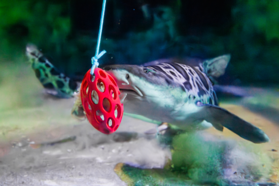 Birch Aquarium at Scripps Enhances Shark and Ray Well-being with Habitat Enrichment Practices