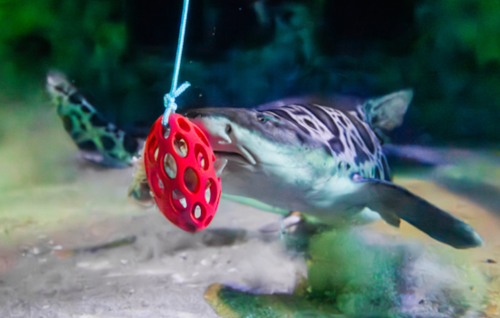 Birch Aquarium at Scripps Enhances Shark and Ray Well-being with Habitat Enrichment Practices