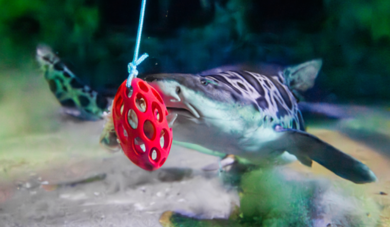 Birch Aquarium at Scripps Enhances Shark and Ray Well-being with Habitat Enrichment Practices