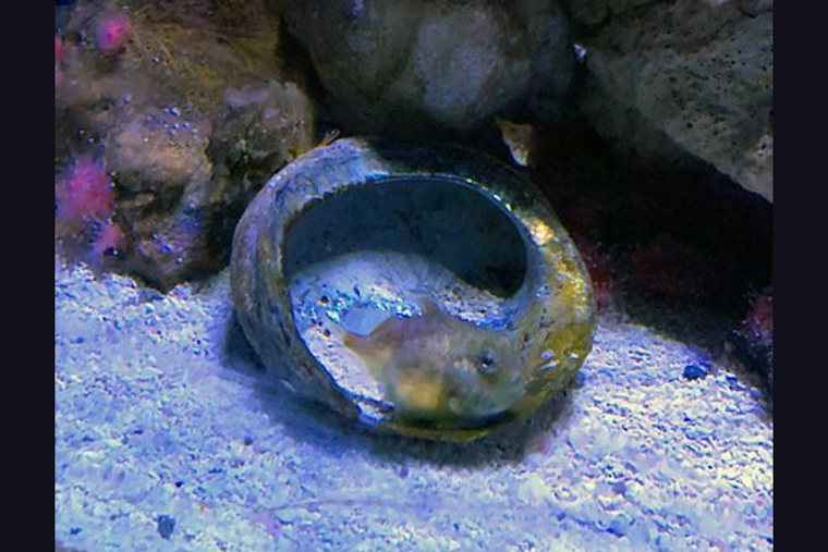 Birch Aquarium at Scripps Introduces Enchanting Pacific Spiny Lumpsuckers to Visitors