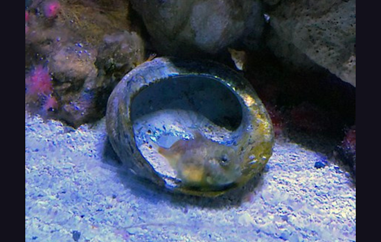 Birch Aquarium at Scripps Introduces Enchanting Pacific Spiny Lumpsuckers to Visitors