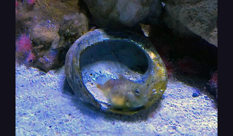 Birch Aquarium at Scripps Introduces Enchanting Pacific Spiny Lumpsuckers to Visitors