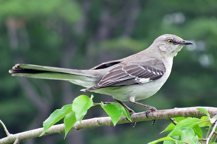 Bird Enthusiasts Flock Together Raising $52,000 for Conservation at Texas' Premier Birdwatching Event
