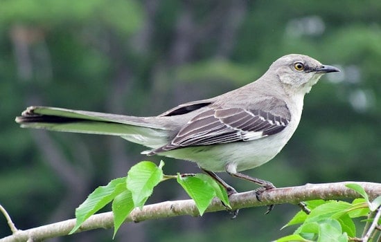 Bird Enthusiasts Flock Together Raising $52,000 for Conservation at Texas' Premier Birdwatching Event