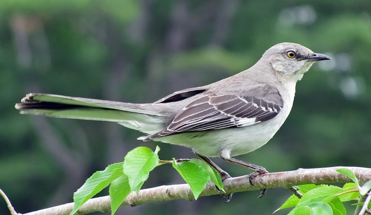 Bird Enthusiasts Flock Together Raising $52,000 for Conservation at Texas' Premier Birdwatching Event