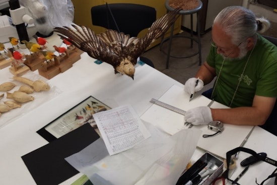 Bishop Museum's New Exhibit Pays Tribute to Hawaii's Native Birds, Raises Conservation Awareness