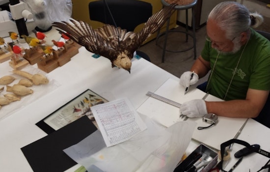 Bishop Museum's New Exhibit Pays Tribute to Hawaii's Native Birds, Raises Conservation Awareness