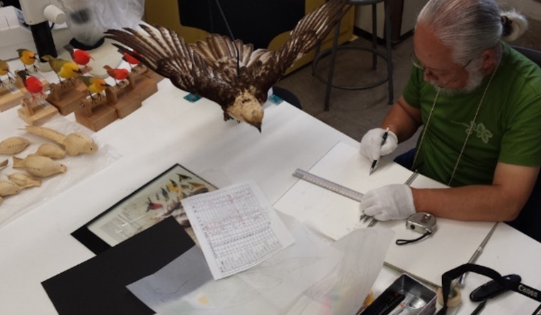 Bishop Museum's New Exhibit Pays Tribute to Hawaii's Native Birds, Raises Conservation Awareness