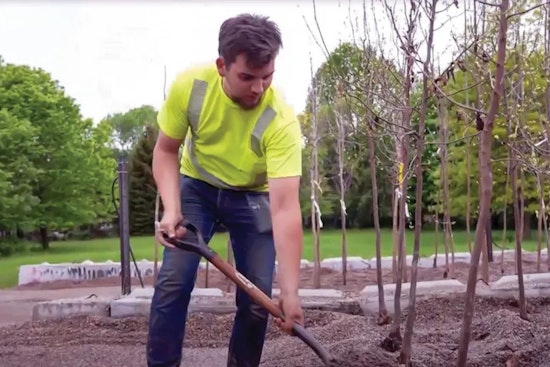 Bloomington Focuses on Urban Forest Renewal Through Tree Thinning and Diversity Initiatives