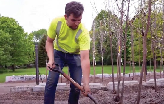 Bloomington Focuses on Urban Forest Renewal Through Tree Thinning and Diversity Initiatives