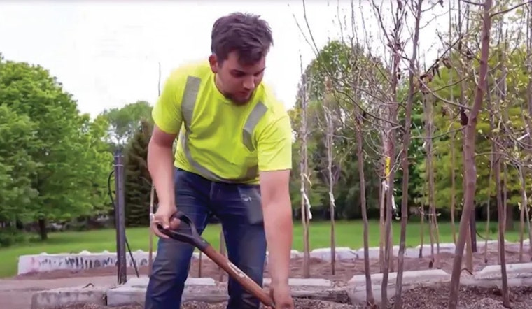 Bloomington Focuses on Urban Forest Renewal Through Tree Thinning and Diversity Initiatives