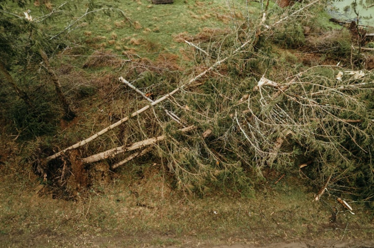 Bloomington Residents Begin Recovery Post-Storm, Guidelines Issued for Tree Debris Disposal