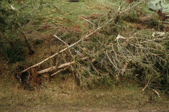 Bloomington Residents Begin Recovery Post-Storm, Guidelines Issued for Tree Debris Disposal