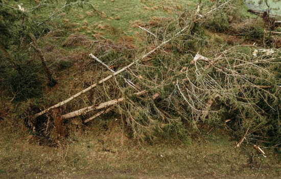 Bloomington Residents Begin Recovery Post-Storm, Guidelines Issued for Tree Debris Disposal