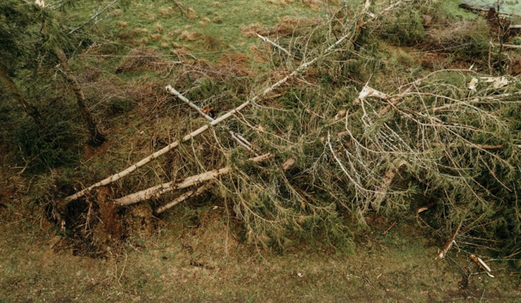 Bloomington Residents Begin Recovery Post-Storm, Guidelines Issued for Tree Debris Disposal