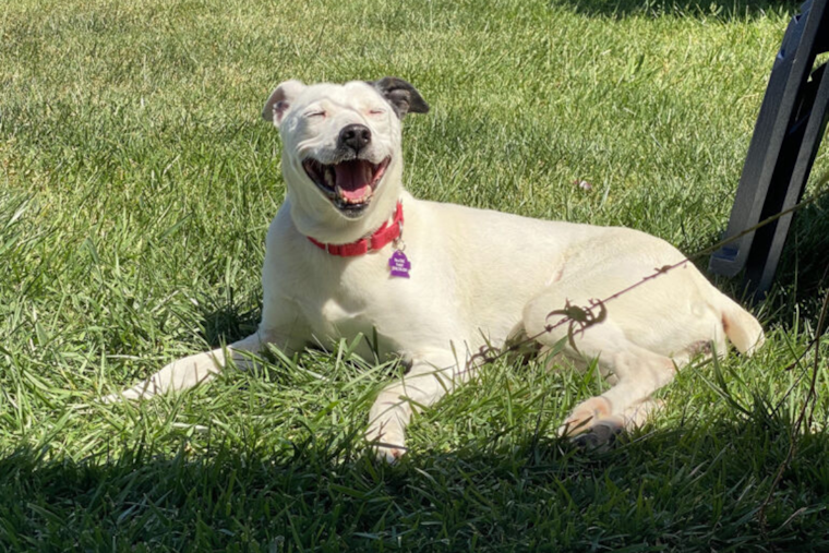 Bonita and Carlsbad Shelters Partner with Bissell Foundation to Offer Fee-Waived Adoptions for Adult Pets
