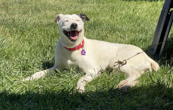 Bonita and Carlsbad Shelters Partner with Bissell Foundation to Offer Fee-Waived Adoptions for Adult Pets