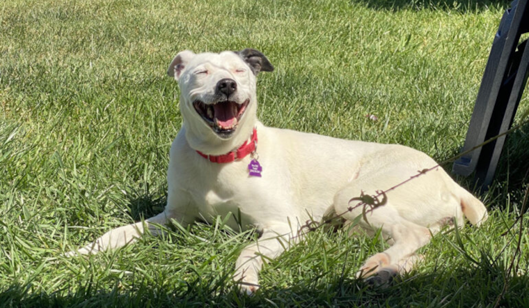 Bonita and Carlsbad Shelters Partner with Bissell Foundation to Offer Fee-Waived Adoptions for Adult Pets