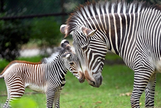 Brookfield Zoo Celebrates Arrival of Endangered Grevy's Zebra Foal as Species Preservation Efforts Advance