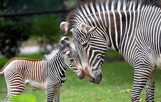Brookfield Zoo Celebrates Arrival of Endangered Grevy's Zebra Foal as Species Preservation Efforts Advance