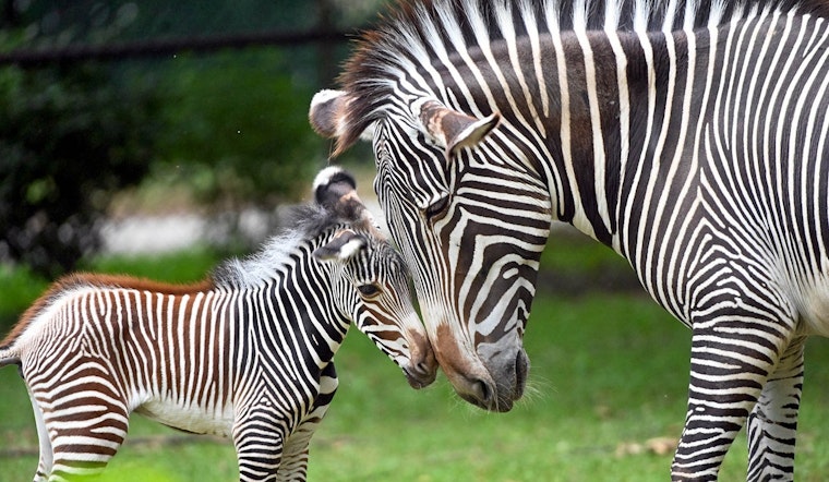 Brookfield Zoo Celebrates Arrival of Endangered Grevy's Zebra Foal as Species Preservation Efforts Advance