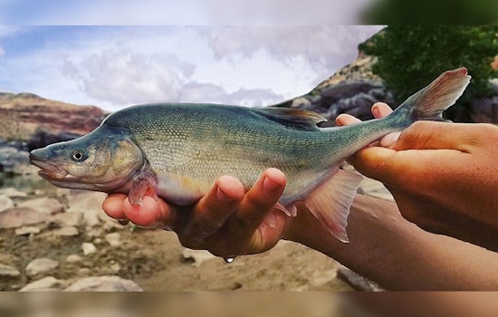 Bureau of Reclamation to Counter Invasive Smallmouth Bass in Grand Canyon with Strategic Cold Water Releases