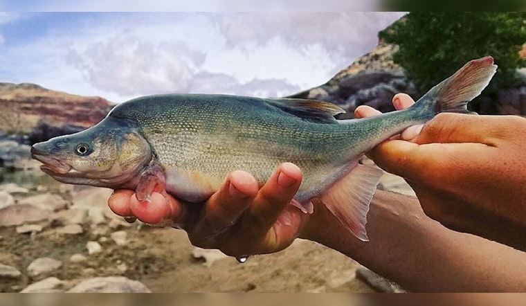 Bureau of Reclamation to Counter Invasive Smallmouth Bass in Grand Canyon with Strategic Cold Water Releases