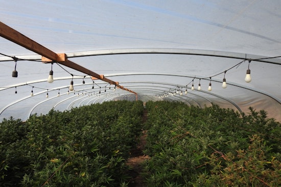 Calaveras County Authorities Dismantle Large-Scale Illegal Marijuana Grow in Valley Springs, Modesto Man Cited