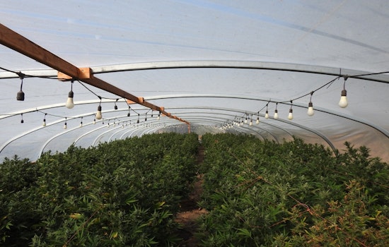 Calaveras County Authorities Dismantle Large-Scale Illegal Marijuana Grow in Valley Springs, Modesto Man Cited