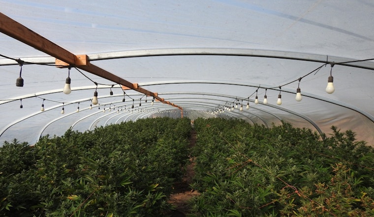 Calaveras County Authorities Dismantle Large-Scale Illegal Marijuana Grow in Valley Springs, Modesto Man Cited
