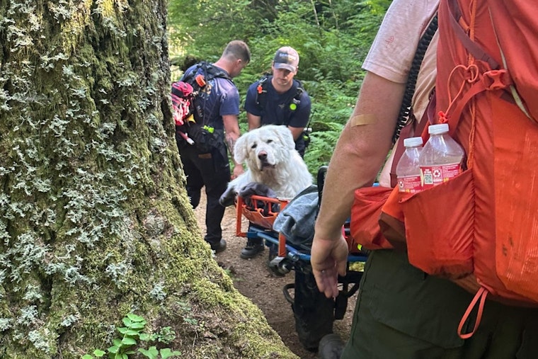 Cannon Beach Fire District Rescues Injured Great Pyrenees on Saddle Mountain Trail