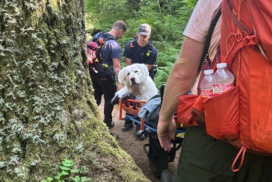 Cannon Beach Fire District Rescues Injured Great Pyrenees on Saddle Mountain Trail